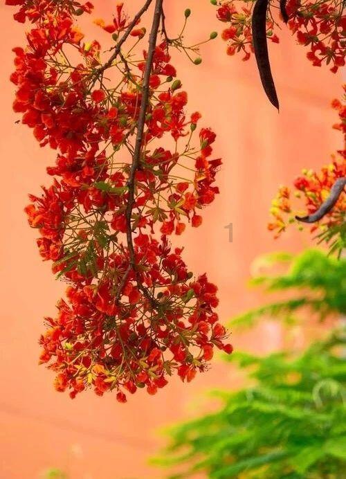 探索世界的奥秘,尽在,lasting 5 days.这里last是什么用法?问答平台!